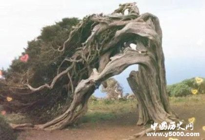 世界上有會(huì)說(shuō)話的樹(shù)嗎世界上有會(huì)走路的樹(shù)嗎