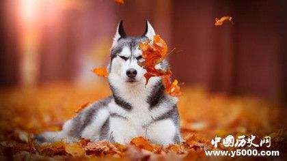 哈士奇資料介紹 哈士奇性格特點(diǎn) 哈士奇怎么養(yǎng) 哈士奇資料介紹 哈士奇性格特點(diǎn) 哈士奇怎么養(yǎng)