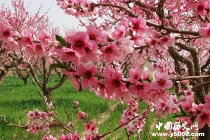 桃花的寓意和象征關(guān)于桃花的詩(shī)詞有哪些？