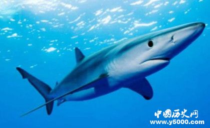 鯊魚抗癌之謎：鯊魚為什么不會得癌癥