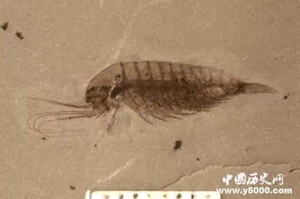 宜昌現(xiàn)清江生物群有哪些價值和意義？