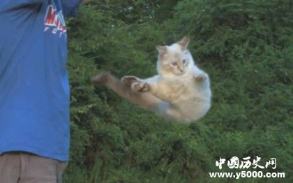 貓真的有九條命嗎 貓從高處墜落為什么不會(huì)死