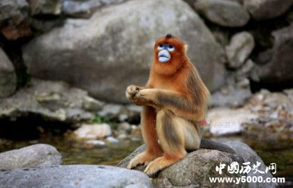 屬猴的人2019年運(yùn)勢(shì)怎么樣屬猴的人幸運(yùn)物是什么