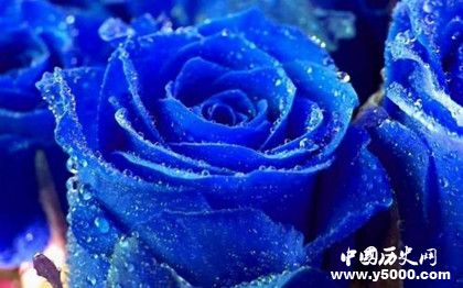 玫瑰為什么代表愛情玫瑰有什么象征意義 玫瑰為什么代表愛情玫瑰有什么象征意義