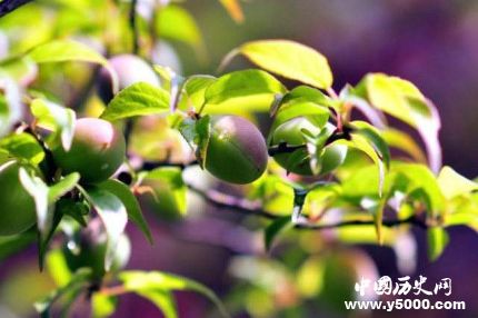 青梅的寓意為什么用青梅成熟比喻少女懷春？