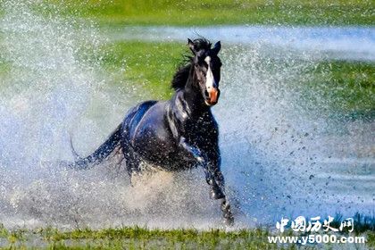 2018中蘊杯國際馬文化攝影藝術大展獲獎名單獎項設置獎金多少