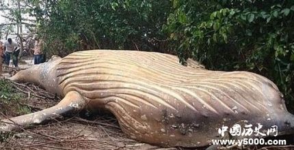 巴西驚現(xiàn)頭鯨尸體座頭鯨種群生存現(xiàn)狀怎么樣？