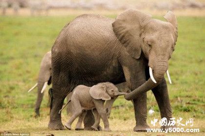 大象的葬禮：大象是如何舉行葬禮的？