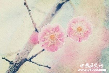 春節(jié)期間適合擺什么花春節(jié)期間什么花會(huì)開