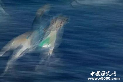 2018中蘊杯國際馬文化攝影藝術大展獲獎名單獎項設置獎金多少