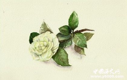 春節(jié)期間適合擺什么花春節(jié)期間什么花會開