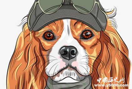 屬狗的人2019年運(yùn)勢怎么樣屬狗的人幸運(yùn)物是什么