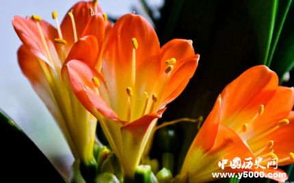 君子蘭的寓意和象征君子蘭為什么不能送人？