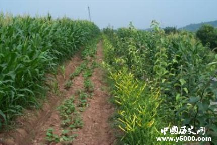 裴保義生平經(jīng)歷簡(jiǎn)介裴保義的貢獻(xiàn)成就有哪些？