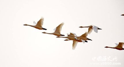 鴻鵠是什么鳥鴻鵠的寓意鴻鵠之志是什么意思？