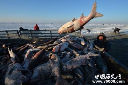 查干湖冬捕頭魚價格多少查干湖冬捕頭魚的風(fēng)俗是怎樣形成的？