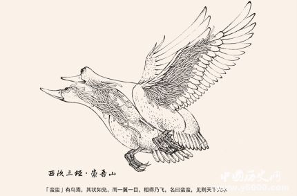 比翼鳥簡介比翼鳥的寓意比翼鳥到底是什么鳥？