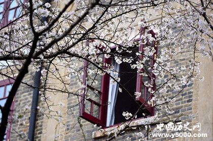 武大櫻花5G直播武大櫻花5G直播有什么不一樣