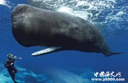 抹香鯨資料介紹 抹香鯨為什么潛水能力那么強