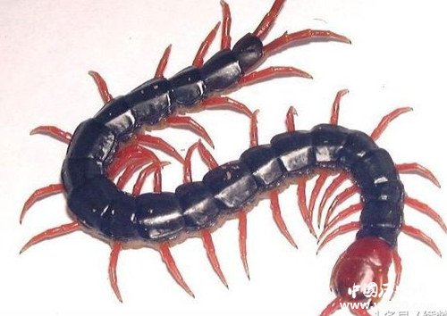 傳說(shuō):蜈蚣嘴里有顆定風(fēng)珠