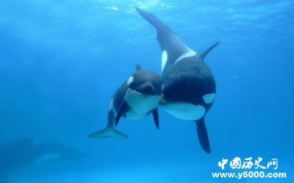 日將重啟商業(yè)捕鯨日本捕鯨發(fā)展歷史簡(jiǎn)介