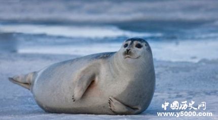 國(guó)際海豹日簡(jiǎn)介國(guó)際海豹日主題國(guó)際海豹日的活動(dòng)有哪些？