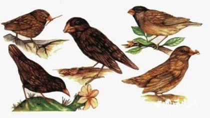 生物進(jìn)化論創(chuàng)始人是誰生物進(jìn)化論的主要內(nèi)容有哪些意義