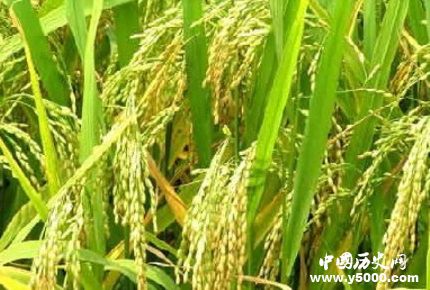 裴保義生平經(jīng)歷簡(jiǎn)介裴保義的貢獻(xiàn)成就有哪些？