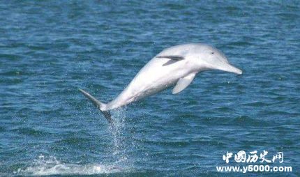 珊瑚裸尾鼠已滅絕全球十大滅絕的動(dòng)物有哪些？