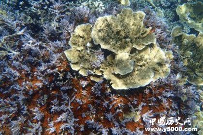 海底玫瑰園地理位置詳情資料 海底玫瑰園是什么樣的