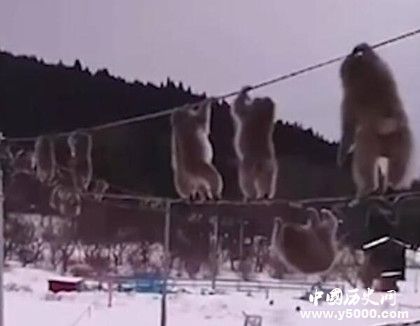 日本獼猴走電線動作小快懵日本獼猴為什么走電線