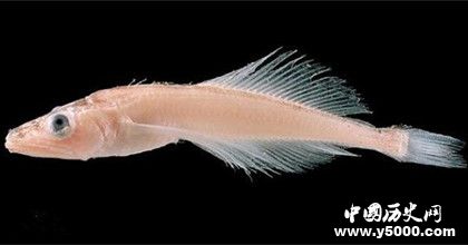 貝加爾湖資料介紹：貝加爾湖為什么有海洋生物