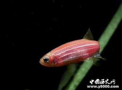 動(dòng)物肢體再生的秘密：動(dòng)物為什么可以肢體再生