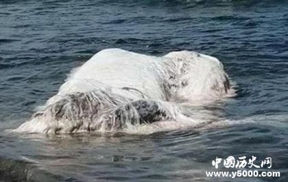 太平洋怪獸之謎：太平洋怪獸到底是什么