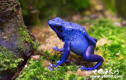 世界上最長壽的動物是什么 青蛙為什么可以活200萬年