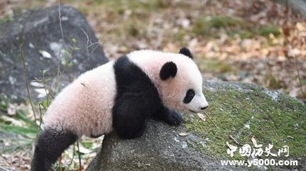 旅日熊貓香香歸還旅日熊貓香香資料簡介