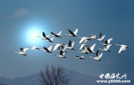 鴻鵠是什么鳥鴻鵠的寓意鴻鵠之志是什么意思？