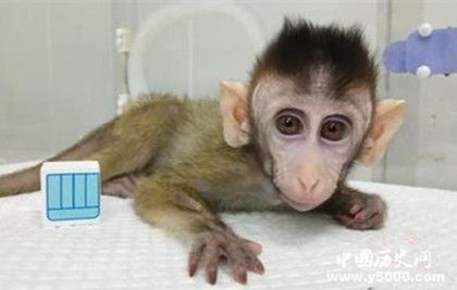 世界首例生物節(jié)律紊亂體細(xì)胞克隆猴模型誕生有什么作用