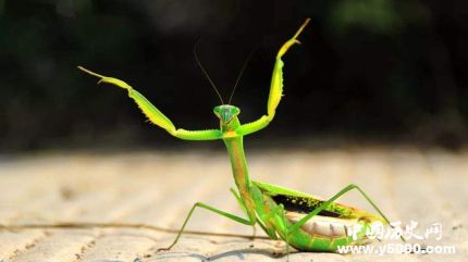 全球昆蟲數(shù)目減少詳情原因介紹全球哪些昆蟲數(shù)目減少嚴(yán)重？