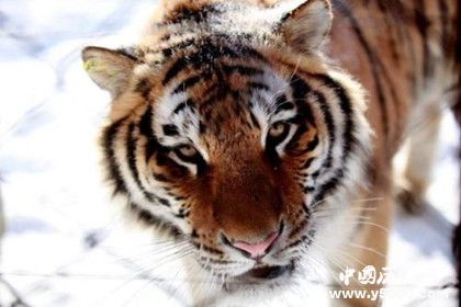 東北虎林園簡(jiǎn)介東北虎林園發(fā)展史介紹東北虎林園景點(diǎn)介紹