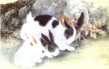 生肖兔簡介生肖兔是怎么來的生肖兔性格特點介紹