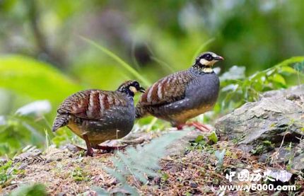 鷓鴣鳥(niǎo)的寓意鷓鴣鳥(niǎo)象征意義是什么？