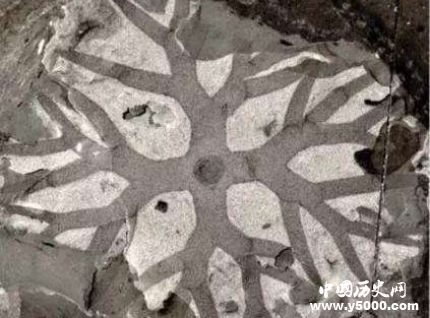 宜昌現清江生物群有哪些價值和意義？