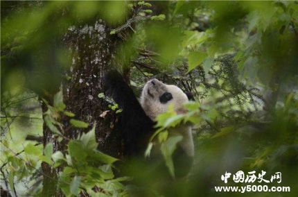 圈養(yǎng)大熊貓琴心小核桃放歸自然大熊貓放歸有什么條件？