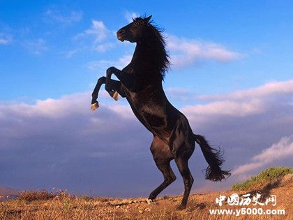 汗血寶馬簡(jiǎn)介汗血寶馬的特點(diǎn)汗血寶馬是哪里的 汗血寶馬簡(jiǎn)介汗血寶馬的特點(diǎn)汗血寶馬是哪里的