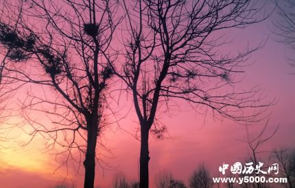 連理枝簡(jiǎn)介連理枝的詩(shī)句連理枝是什么植物？