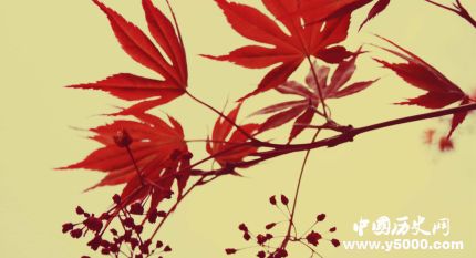 楓葉的寓意楓葉象征著什么意思？