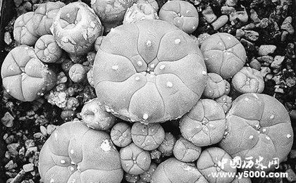 世界上可以讓人產(chǎn)生幻覺的植物為什么會產(chǎn)生幻覺 世界上可以讓人產(chǎn)生幻覺的植物為什么會產(chǎn)生幻覺