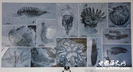 宜昌現(xiàn)清江生物群寒武紀生命大爆發(fā)的原因是什么？