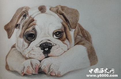 生肖狗是怎么來的屬狗的人有哪些性格特點 生肖狗是怎么來的屬狗的人有哪些性格特點